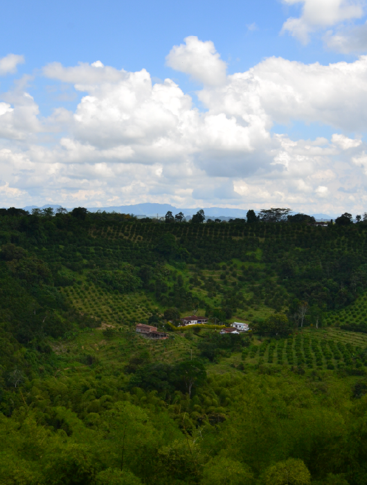Caturra_530x700_1